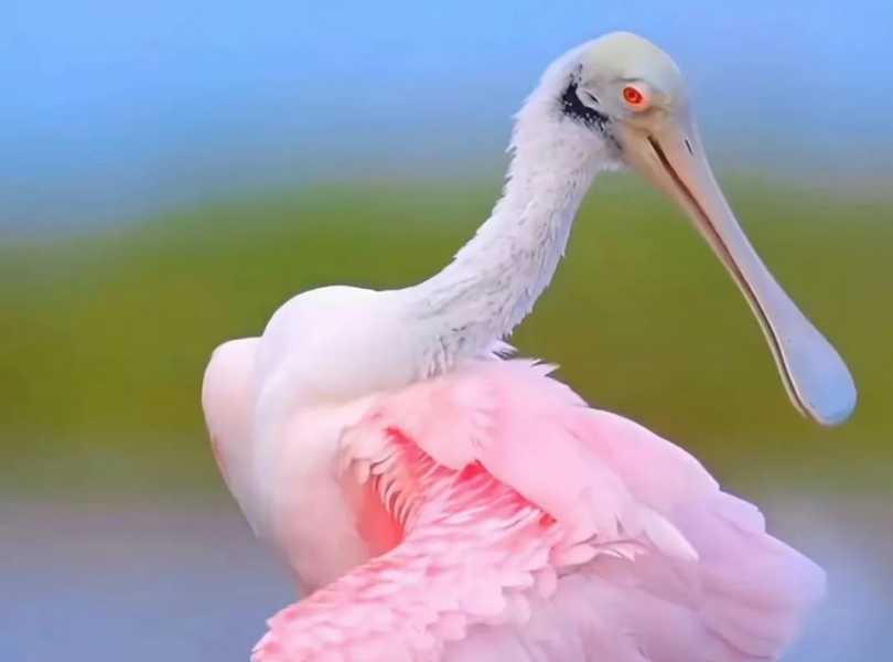 Platalea ajaja: The Vibrant Roseate Spoonbill of the Americas