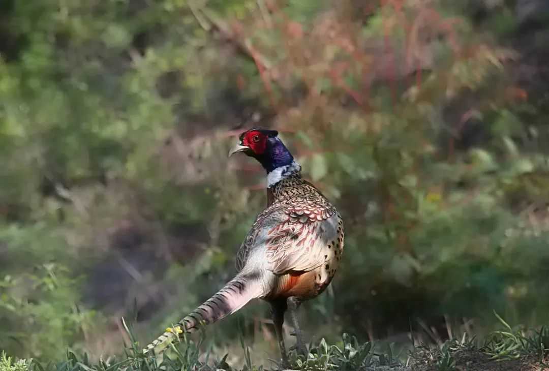 Terrestrial Birds: Ground-Dwelling Specialists of Diverse Habitats