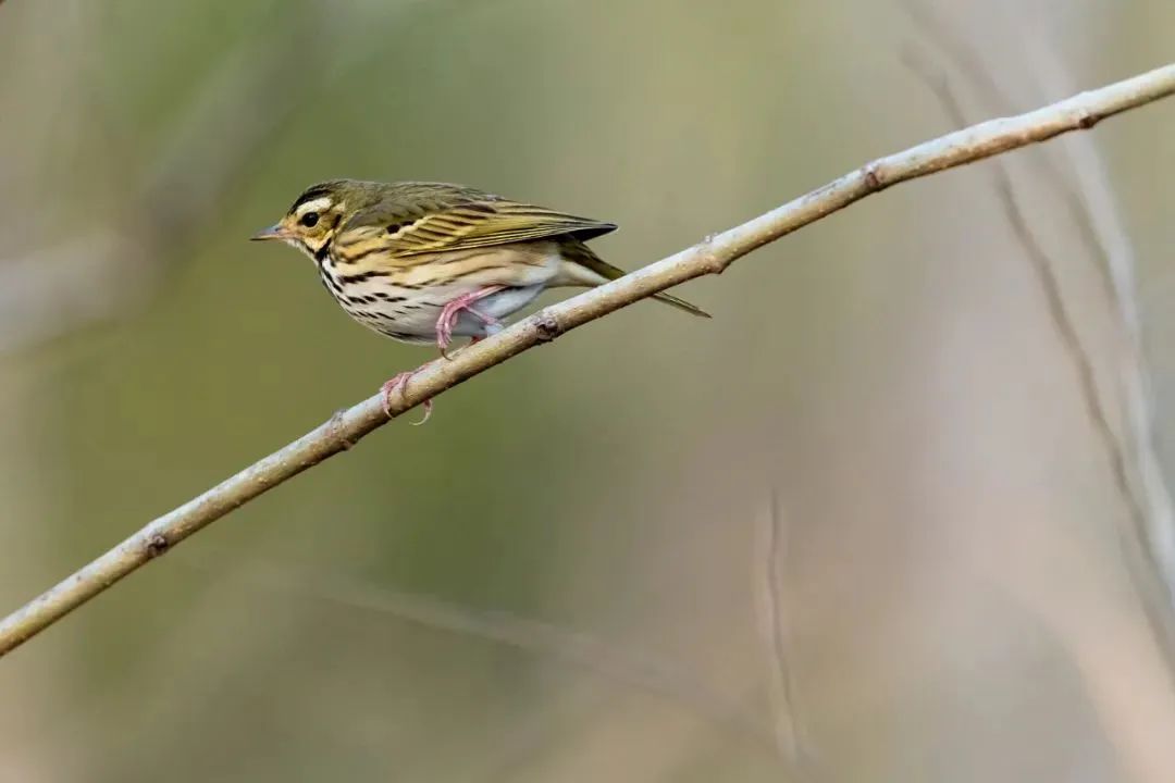 Songbirds: Versatile Inhabitants of Diverse Landscapes