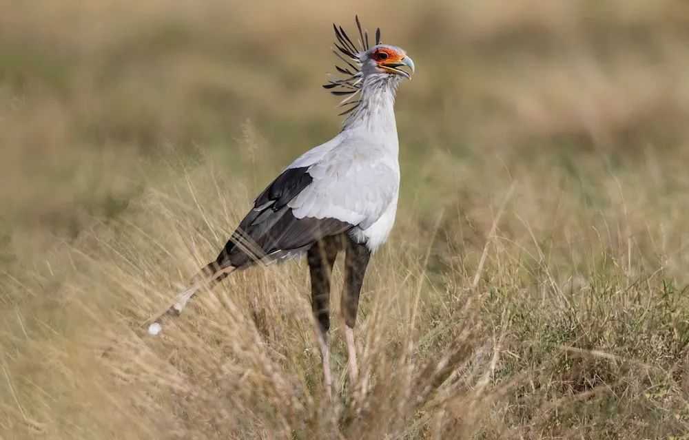 Secretarybird: The Long-Legged Titan of East African Grasslands