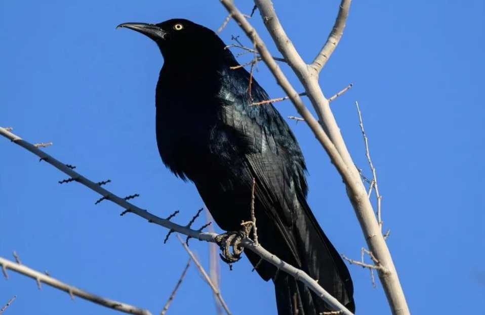 The Eye - Catching Great - Tailed Grackle: A Social Avian Sensation
