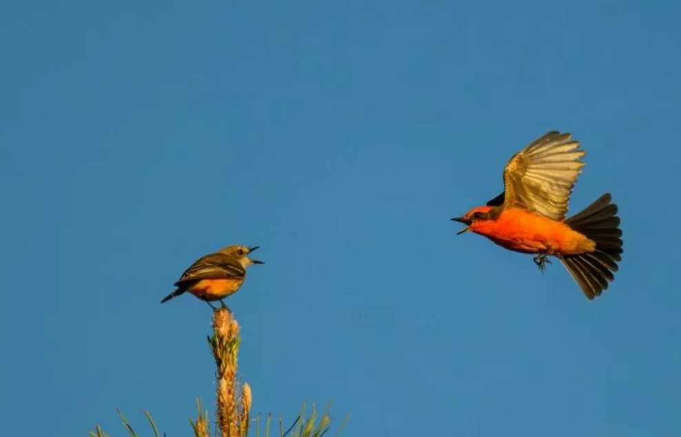 The Stunning Vermilion Flycatcher: A Fiery - Hued Avian Delight