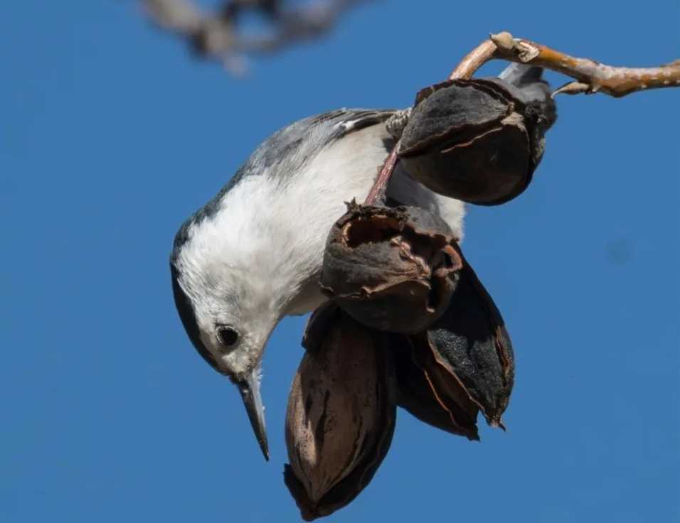 White - Breasted Nuthatch: The Upside - Down Acrobat of the Woods