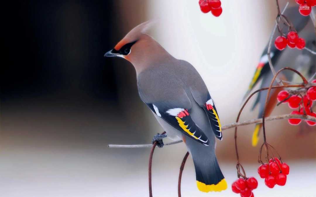 The Bohemian Waxwing: A Northern Forest Jewel in Silken Plumage