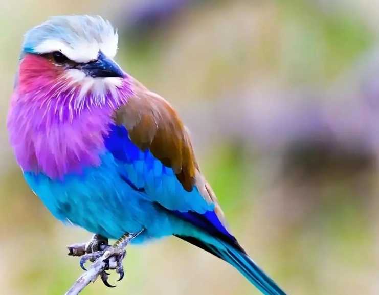 The Lilac-breasted Roller: Africa’s Iridescent Avian Jewel with a Spiritual Name